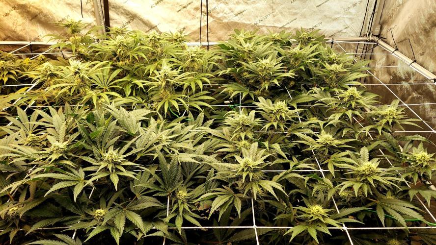 The Garden 2026-1 -- MSNL Kush Mints. Week 10 - 70days