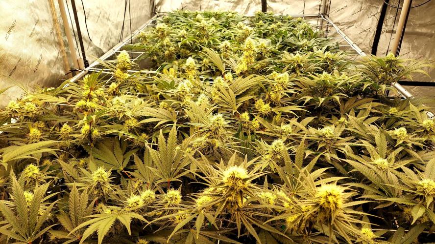 The Garden 2026-1 -- MSNL Kush Mints. Week 10 - 70 days