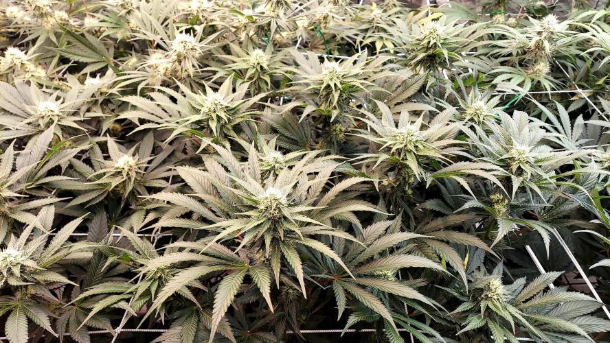 The Garden 2026-1 -- MSNL Kush Mints. Week 10 - KM1