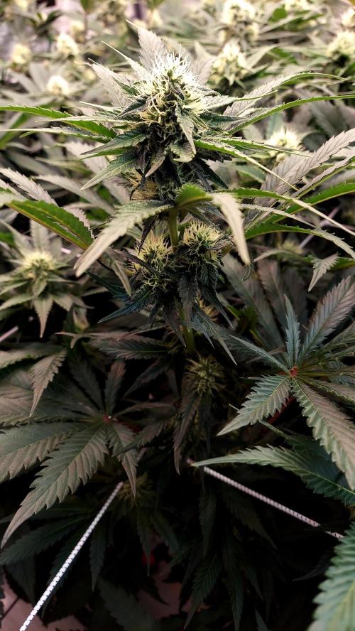 The Garden 2026-1 -- MSNL Kush Mints. Week 10 - KM1