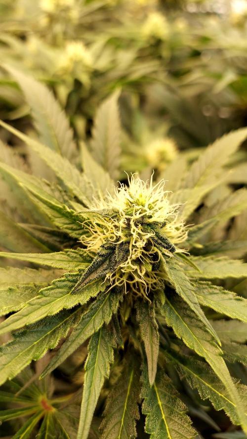 The Garden 2026-1 -- MSNL Kush Mints. Week 10 - KM1