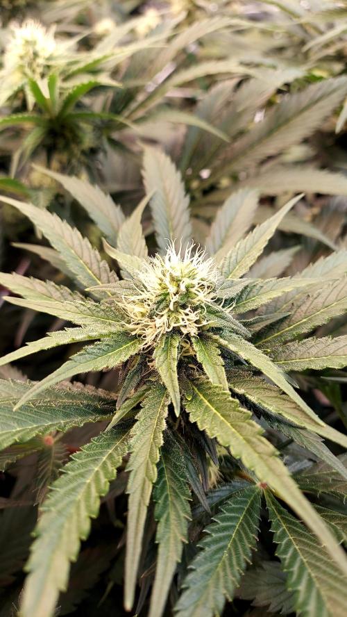 The Garden 2026-1 -- MSNL Kush Mints. Week 10 - KM1