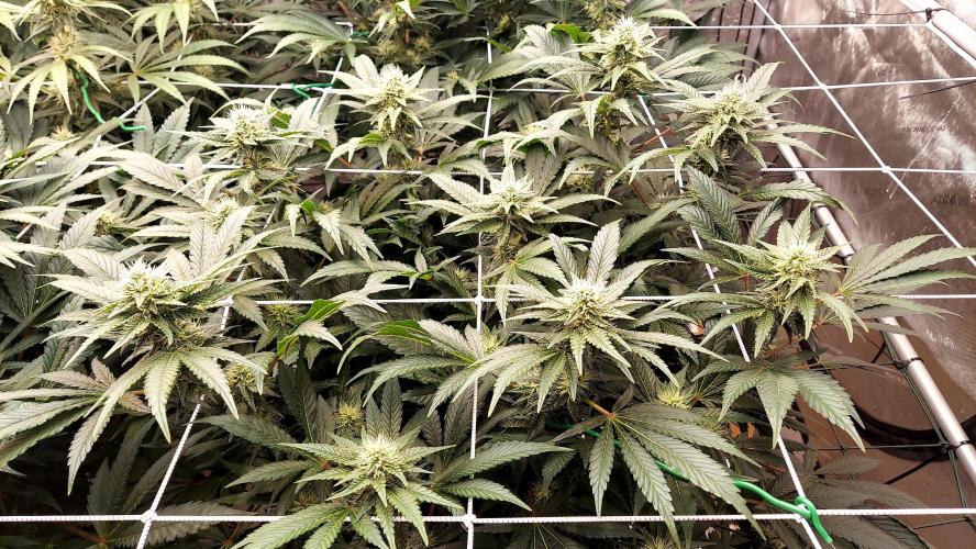 The Garden 2026-1 -- MSNL Kush Mints. Week 10 - KM2