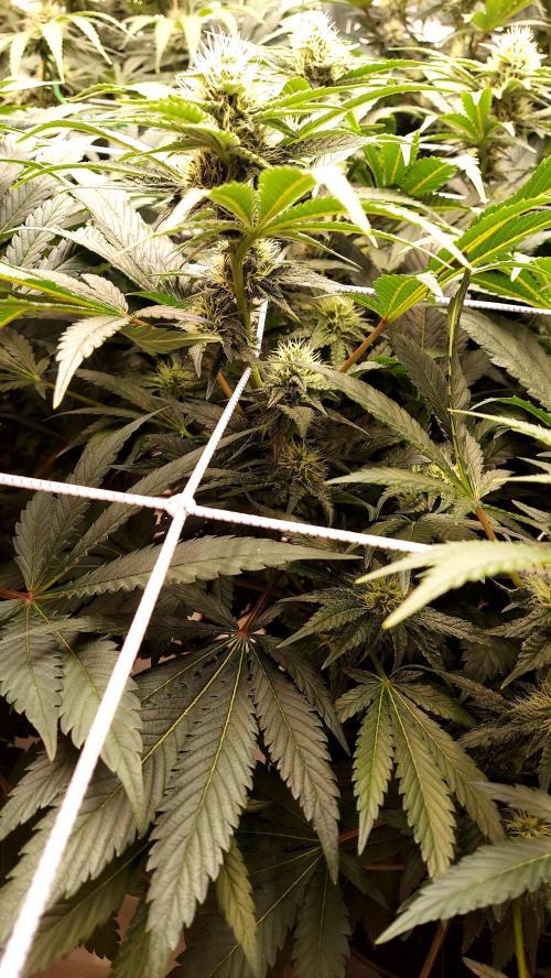 The Garden 2026-1 -- MSNL Kush Mints. Week 10 - KM2