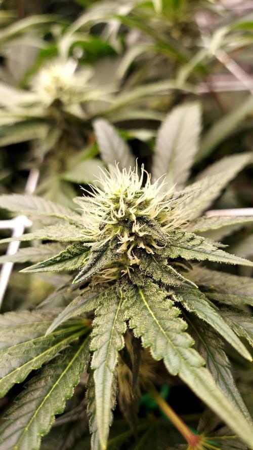 The Garden 2026-1 -- MSNL Kush Mints. Week 10 - KM2