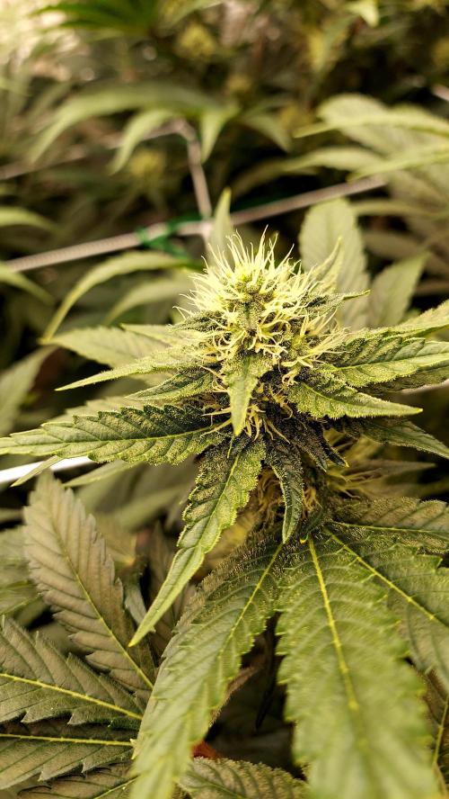 The Garden 2026-1 -- MSNL Kush Mints. Week 10 - KM2