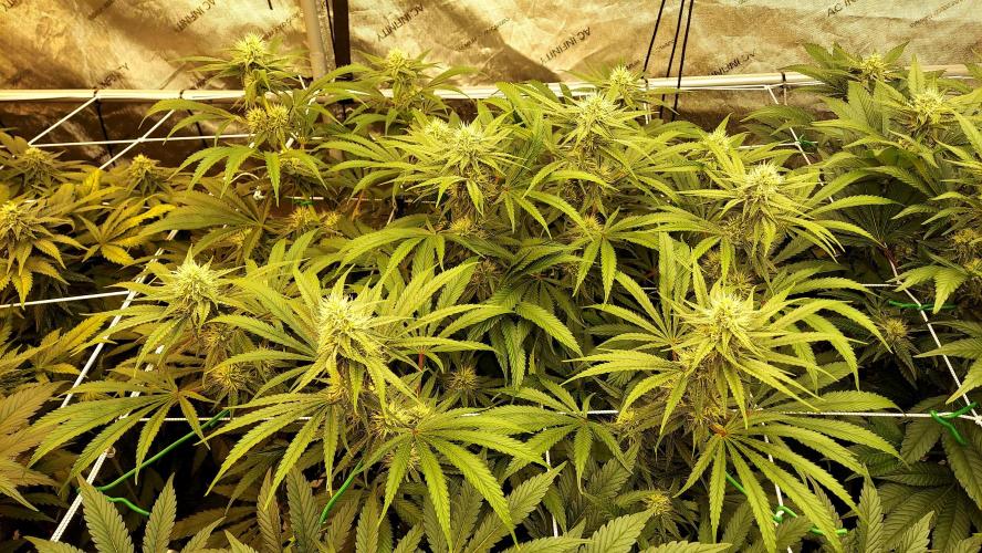 The Garden 2026-1 -- MSNL Kush Mints. Week 10 - KM3