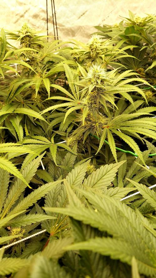 The Garden 2026-1 -- MSNL Kush Mints. Week 10 - KM3