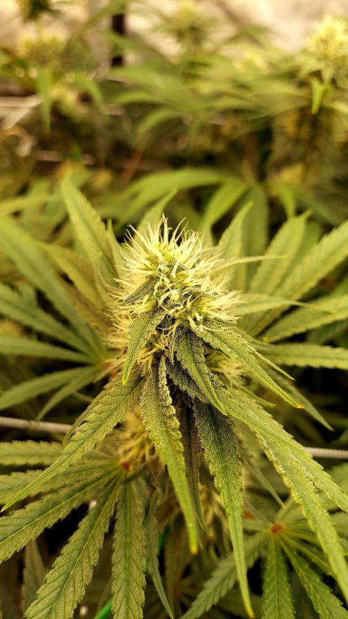 The Garden 2026-1 -- MSNL Kush Mints. Week 10 - KM3