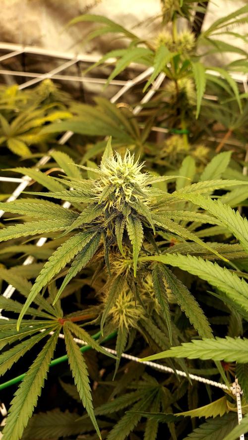 The Garden 2026-1 -- MSNL Kush Mints. Week 10 - KM3