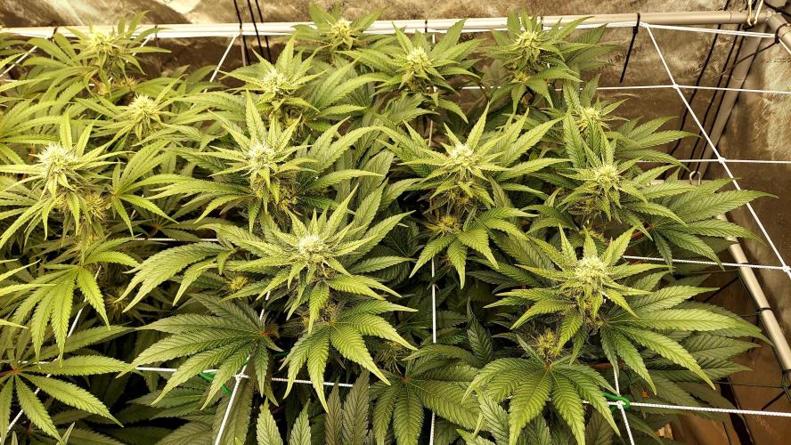 The Garden 2026-1 -- MSNL Kush Mints. Week 10 - KM4