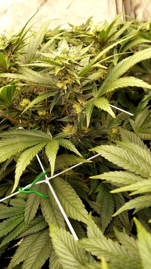 The Garden 2026-1 -- MSNL Kush Mints. Week 10 - KM4