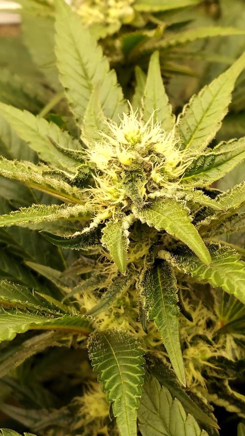 The Garden 2026-1 -- MSNL Kush Mints. Week 10 - KM4