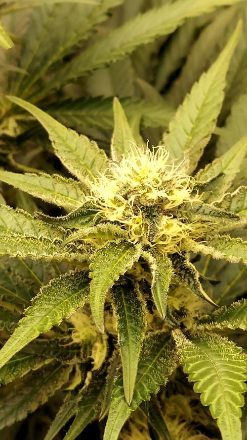 The Garden 2026-1 -- MSNL Kush Mints. Week 10 - KM4