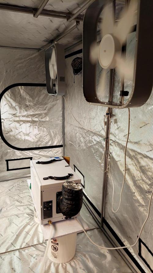 The Garden 2026-1 -- MSNL Kush Mints. Week 10 - Other Half