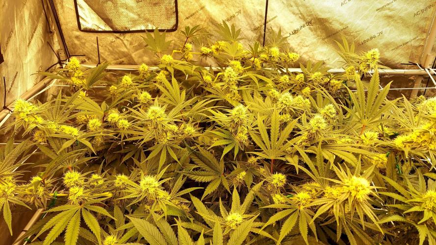 The Garden 2026-1 - HSC Mountaintop Mint. Week 10 - MM