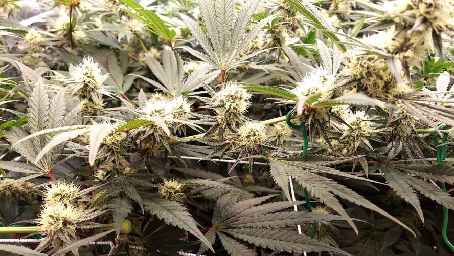 The Garden 2026-1 - HSC Mountaintop Mint. Week 10 - MM