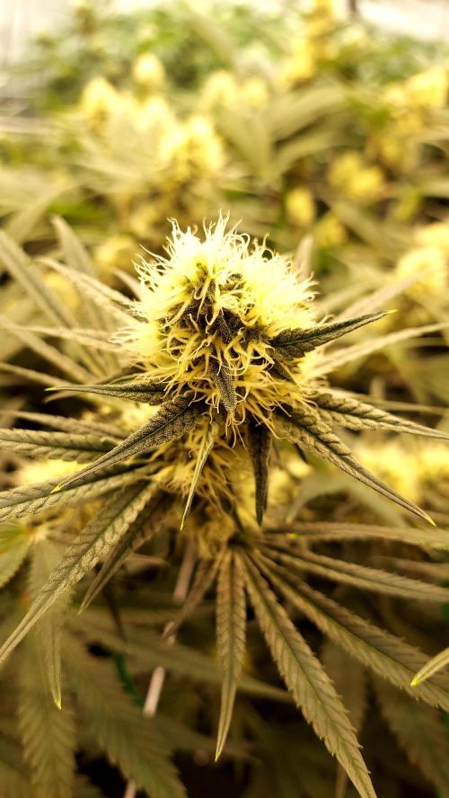 The Garden 2026-1 - HSC Mountaintop Mint. Week 10 - MM