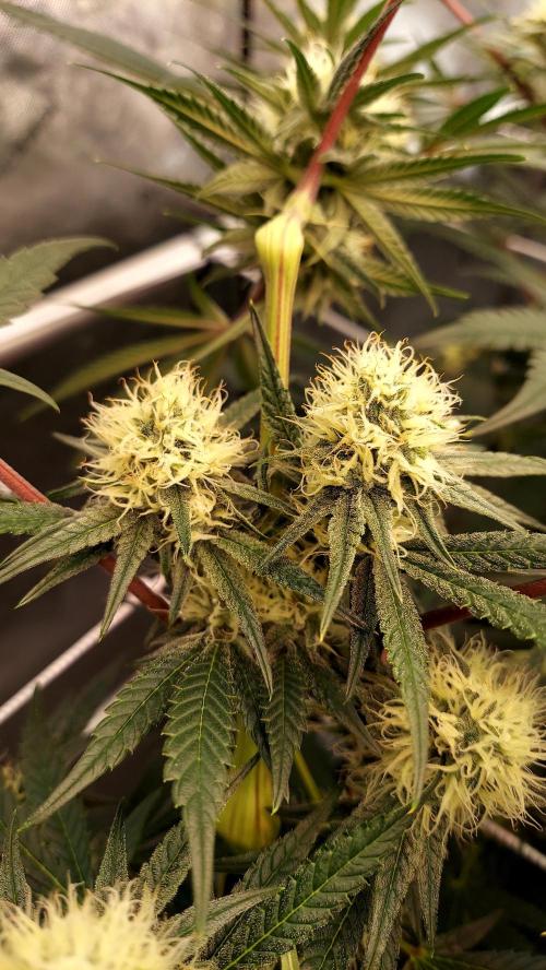 The Garden 2026-1 - HSC Mountaintop Mint. Week 10 - MM