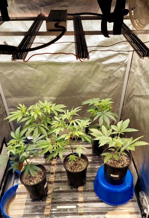 The Garden 2026-1A - MSNL Fem Breeding. Week 3 - Back - KM3, KM1; Front - AM2, MM-donor, MM seed