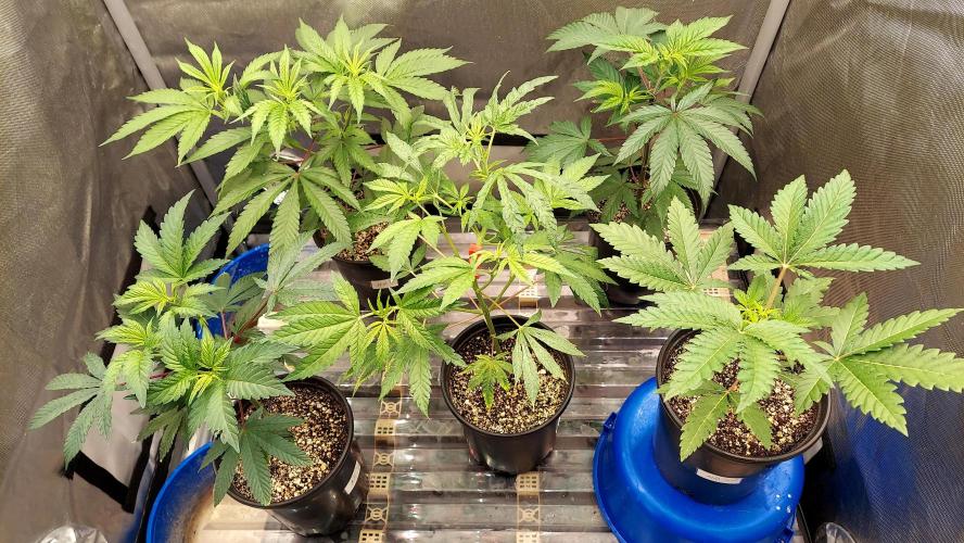 The Garden 2026-1A - MSNL Fem Breeding. Week 3