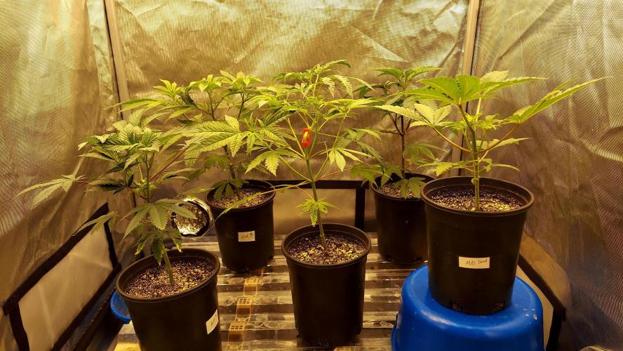 The Garden 2026-1A - MSNL Fem Breeding. Week 3