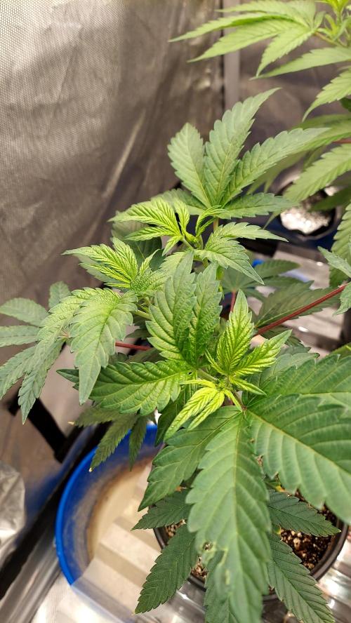 The Garden 2026-1A - MSNL Fem Breeding. Week 3