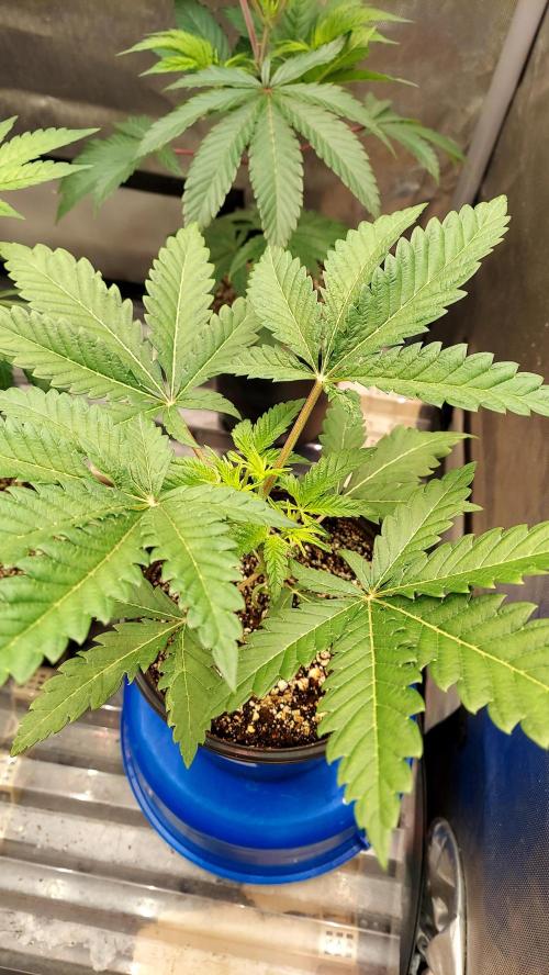 The Garden 2026-1A - MSNL Fem Breeding. Week 3