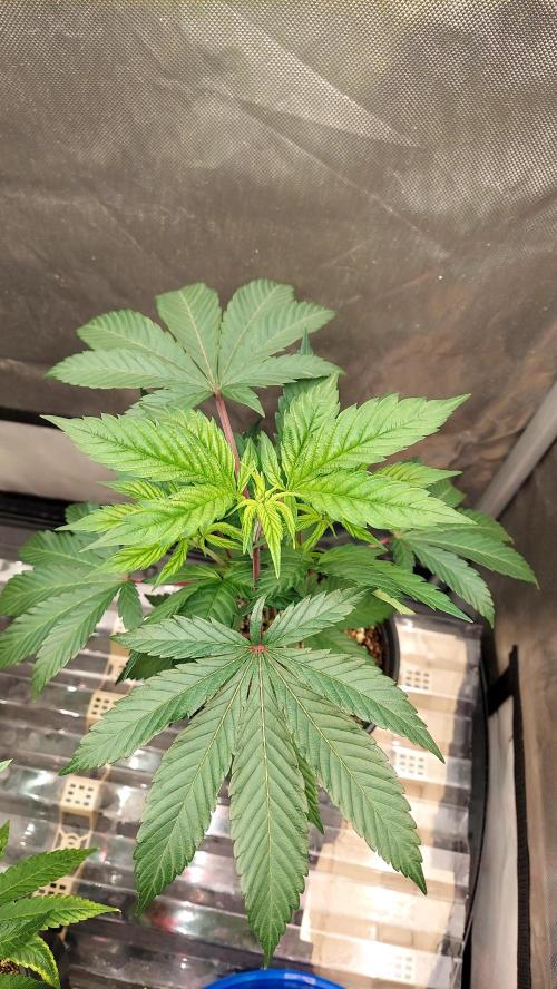 The Garden 2026-1A - MSNL Fem Breeding. Week 3