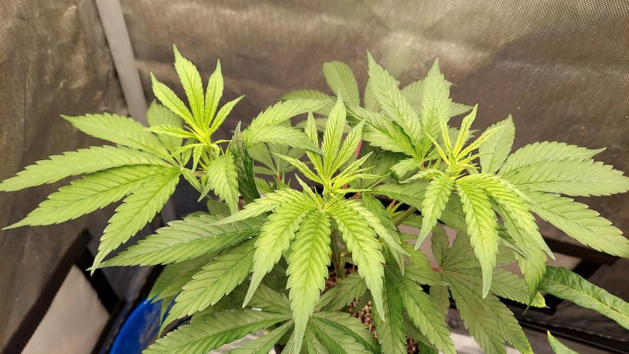 The Garden 2026-1A - MSNL Fem Breeding. Week 3