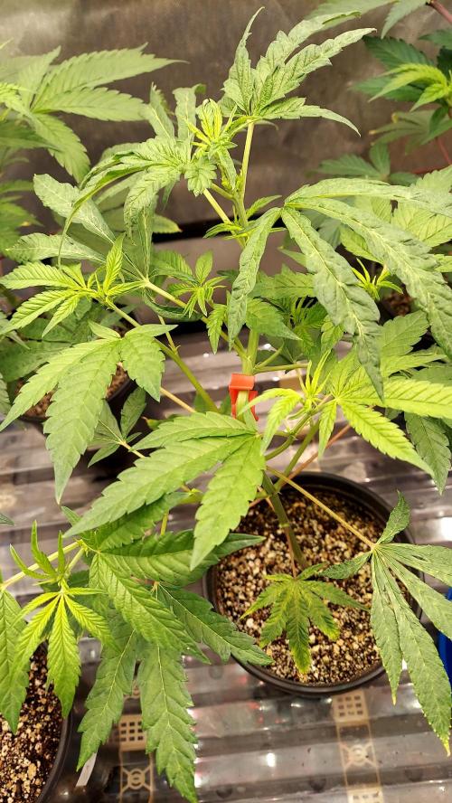 The Garden 2026-1A - MSNL Fem Breeding. Week 3