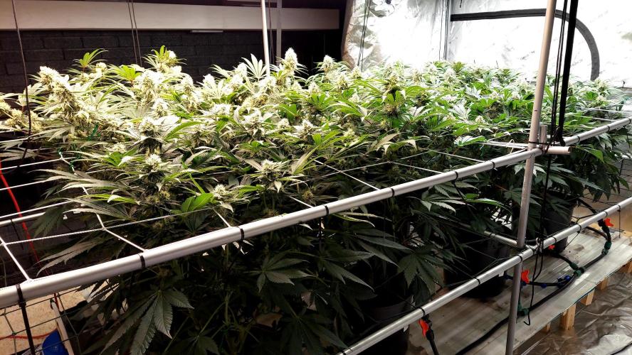 The Garden 2026-1 -- MSNL Kush Mints. Week 11 - 77 days / 38 flower