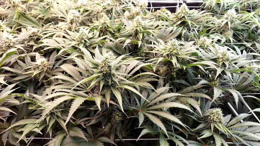 The Garden 2026-1 -- MSNL Kush Mints. Week 11 - KM1