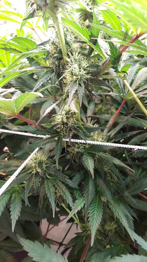 The Garden 2026-1 -- MSNL Kush Mints. Week 11 - KM1