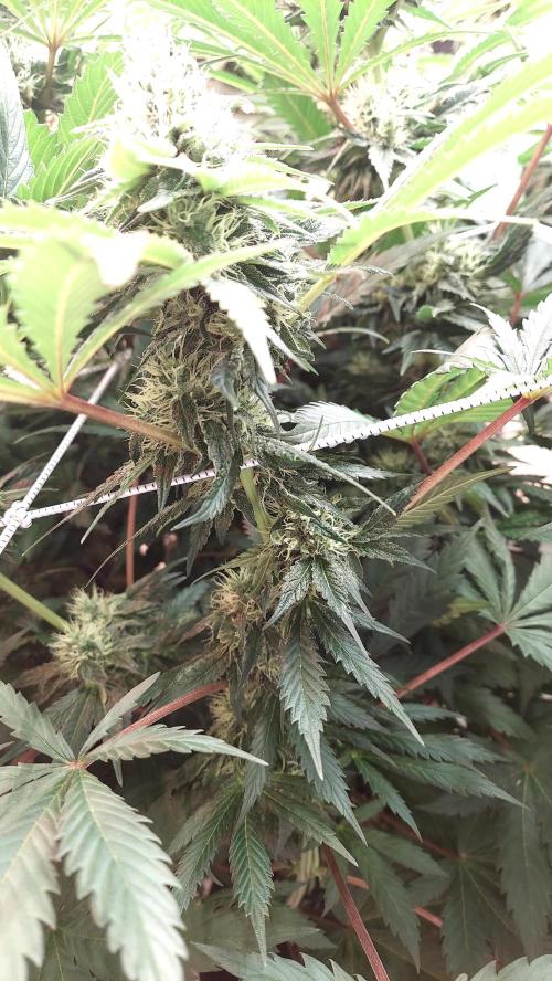 The Garden 2026-1 -- MSNL Kush Mints. Week 11 - KM1