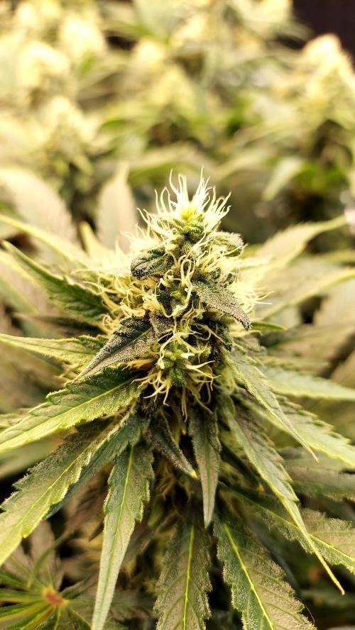 The Garden 2026-1 -- MSNL Kush Mints. Week 11 - KM1