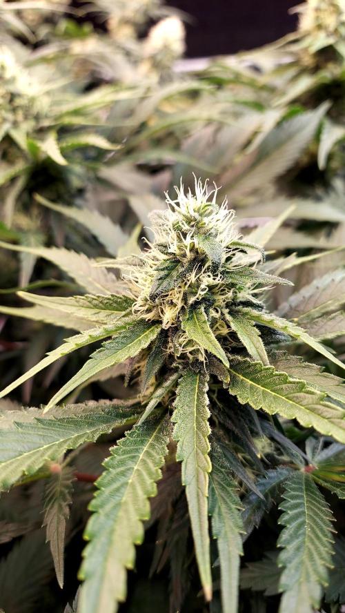 The Garden 2026-1 -- MSNL Kush Mints. Week 11 - KM1