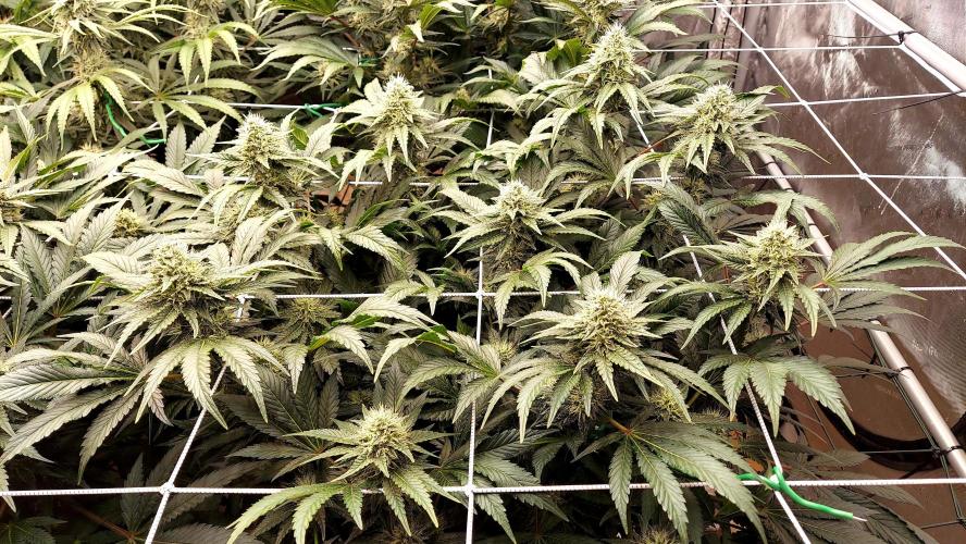 The Garden 2026-1 -- MSNL Kush Mints. Week 11 - KM2