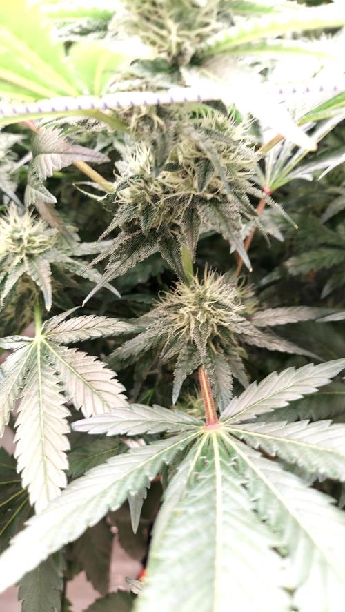 The Garden 2026-1 -- MSNL Kush Mints. Week 11 - KM2