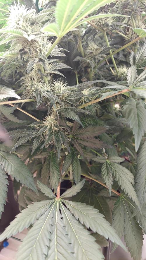 The Garden 2026-1 -- MSNL Kush Mints. Week 11 - KM2