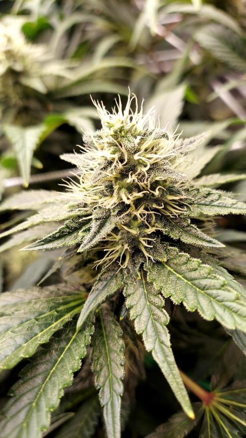 The Garden 2026-1 -- MSNL Kush Mints. Week 11 - KM2