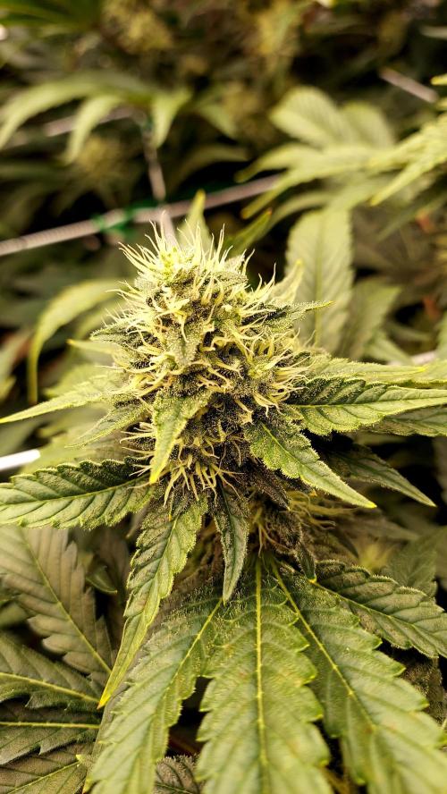 The Garden 2026-1 -- MSNL Kush Mints. Week 11 - KM2