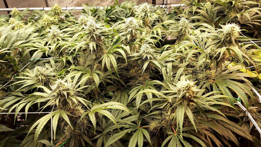 The Garden 2026-1 -- MSNL Kush Mints. Week 11 - KM3