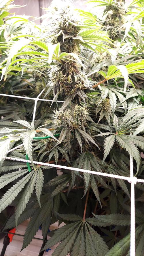 The Garden 2026-1 -- MSNL Kush Mints. Week 11 - KM3