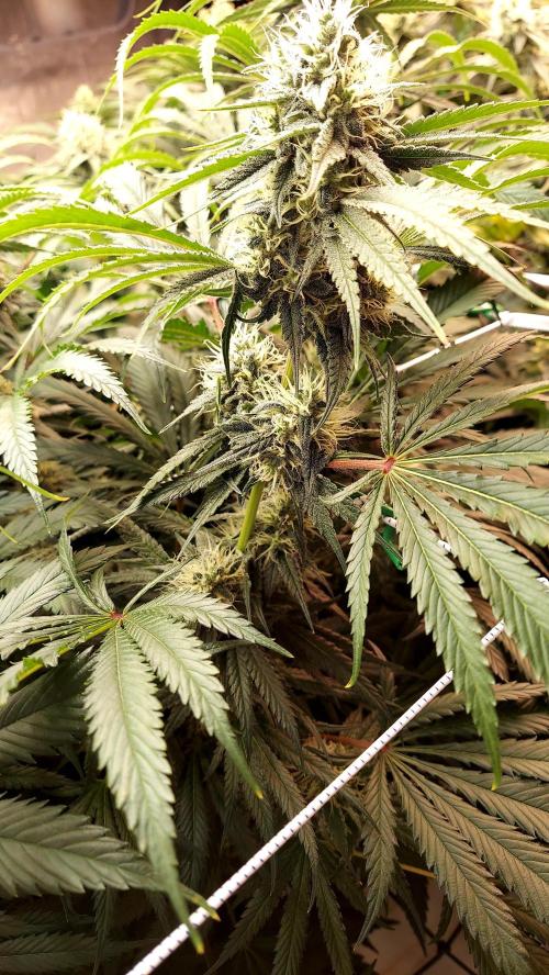 The Garden 2026-1 -- MSNL Kush Mints. Week 11 - KM3