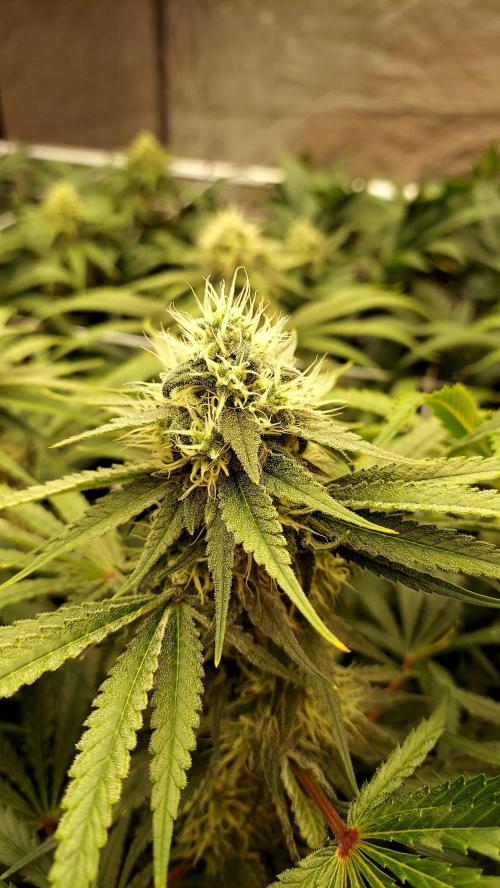 The Garden 2026-1 -- MSNL Kush Mints. Week 11 - KM3