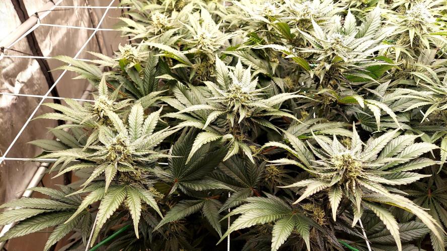 The Garden 2026-1 -- MSNL Kush Mints. Week 11 - KM4