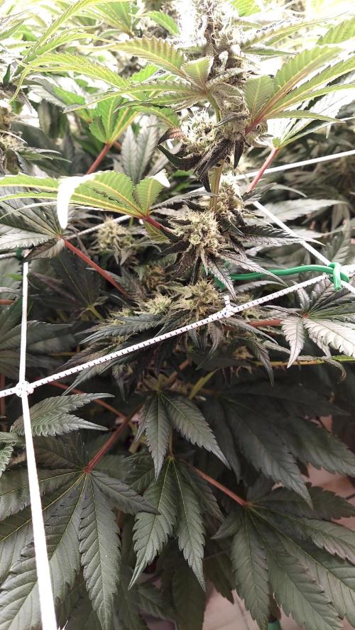 The Garden 2026-1 -- MSNL Kush Mints. Week 11 - KM4