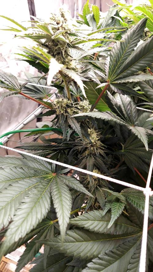 The Garden 2026-1 -- MSNL Kush Mints. Week 11 - KM4