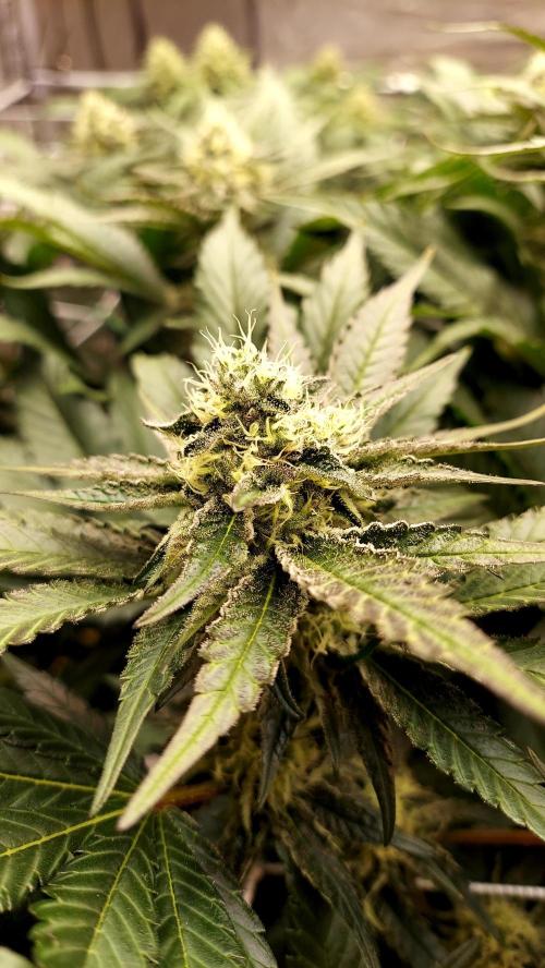 The Garden 2026-1 -- MSNL Kush Mints. Week 11 - KM4